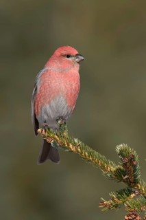Pine Grosbeak (Pinicola enucleator) male perched on a branch, Alaska, USA