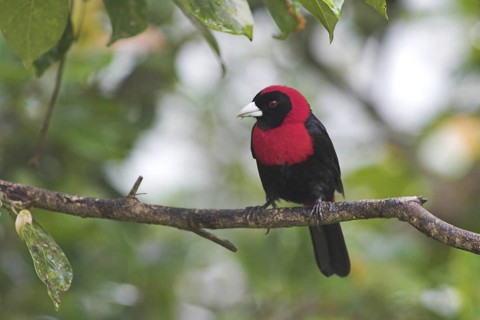 Crimson-collared Tanager (Ramphocelus sanguinolentus), Costa Rica