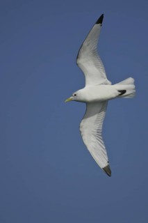 Black-legged Kittiwake (Rissa tridactyla) flying, offshore, Germany
