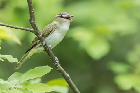 Red-eyed Vireo (Vireo olivaceus) perched on a branch in Ontario, Canada