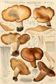 Mushroom, fungi, ribbed knight mushroom, Tricholoma acerbum, authentic reproduction of an
