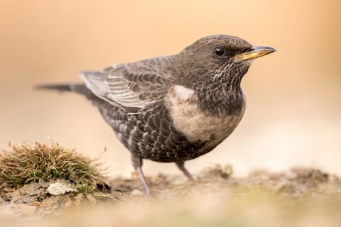 Ring Ouzel (Turdus torquatus) female, Aragon, Spain