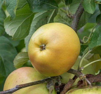 Apple (Malus domestica 'Landsberger Renette'),  Germany