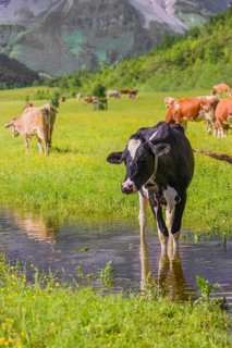 Holstein Friesian cattle stand on a green meadow at a puddle and drink. A reflection of the cows