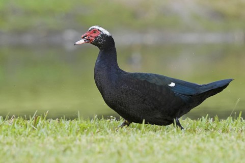 Muscovy Duck (Cairina moschata), Florida, USA