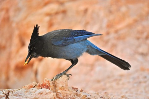 Diademed Jay (Cyanocitta stelleri)