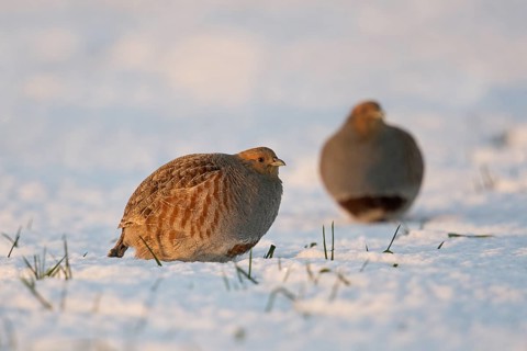 Grey Partridge (Perdix perdix) perched on snowy field, North Rhine-Westphalia, Germany