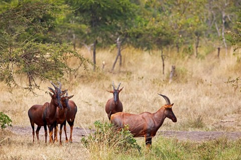 Serengeti Topis (Damaliscus korrigum jimela), antelopes, Akagera National Park or Kagera National