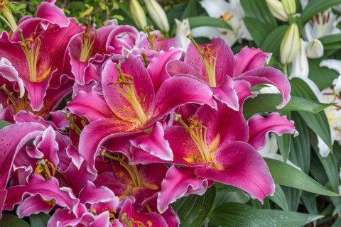 Lily (Lilium 'After Eight'), Cambridge Botanical Garden, Czech Republic