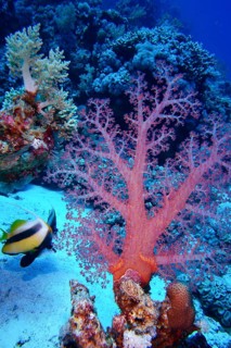 Hemprich's Tree Coral (Dendronephthya hemprichi)
