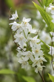 Flower, slender deutzia (Deutzia gracilis) or mayflower bush, flowering, Baden-Württemberg, Germany