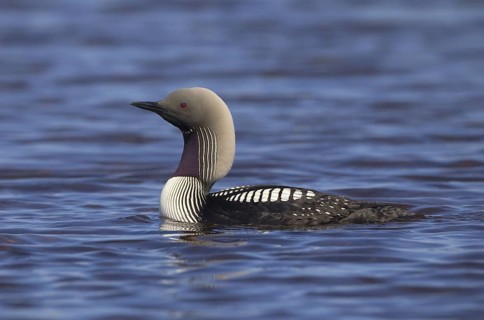 Canada, Manitoba, breeding adult, June
