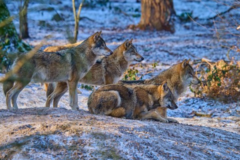 Four wolves attentively observing their surroundings in the snow-covered forest, pack, winter, wolf