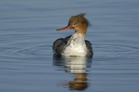 Red-breasted Merganser (Mergus serrator) female, Hokkaido, Japan