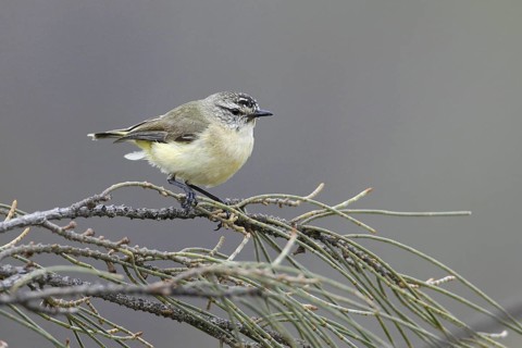 Yellow-rumped Thornbill (Acanthiza chrysorrhoa), New South Wales, Australia