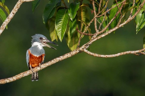 Ringed Kingfisher (Megaceryle torquata) perched on a branch in Ecuador