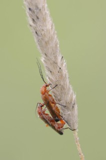 Common red soldier beetle (Rhagonycha fulva), copulating pair, North Rhine-Westphalia, Germany