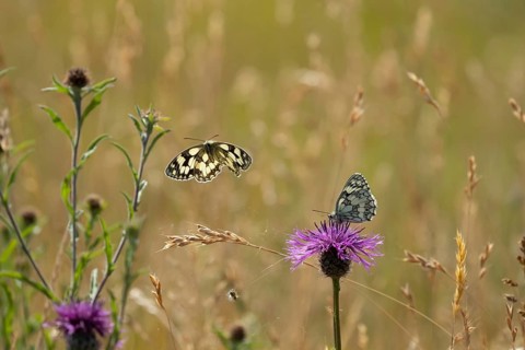 Marbled white butterfly (Melanargia galathea) two adult insect butterflies in grassland in summer,
