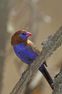 Purple grenadier, Granatina ianthinogaster, Male