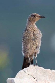 Blue Rock Thrush (Monticola solitarius) juvenile perched on a rock, Primorje, Croatia