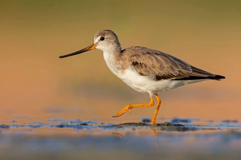 Terek sandpiper, (Xenus cinereus), animal, animals, bird, birds, snipe family, snipe, biotope,
