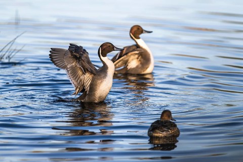 Northern Pintail, Anas acuta, Birds on marshes