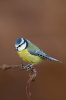 Blue tit (Cyanistes Caeruleus) adult bird on barbed wire, England, United Kingdom
