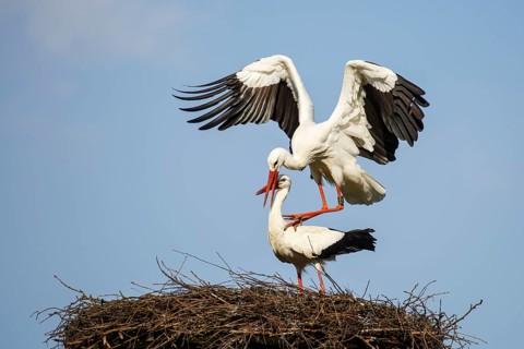 White Stork (Ciconia ciconia) pair mating, North Rhine-Westphalia, Germany