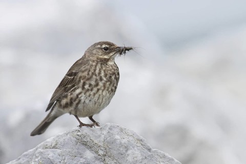 Eurasian Rock Pipit (Anthus petrosus), Ireland