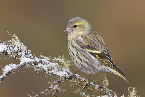 Eurasian Siskin (Spinus spinus) female, St. Gallen, Switzerland