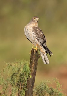 Northern Harrier (Circus hudsonius) perched on a stump, Texas, USA