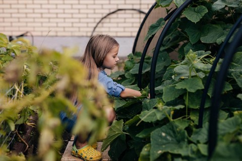 A young girl with long hair and a blue shirt tends to plants in a lush greenhouse, fostering her