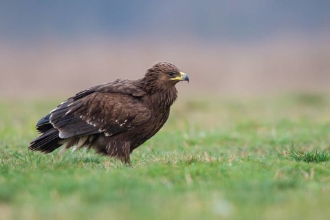 Greater Spotted Eagle (Clanga clanga) juvenile, Subotica, Serbia