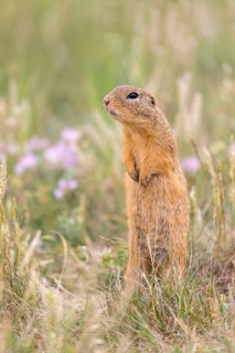 One European ground squirrel (Spermophilus citellus) or European souslik standing in tall grass