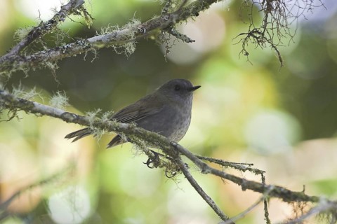 Black-billed Nightingale-thrush (Catharus gracilirostris), Costa Rica