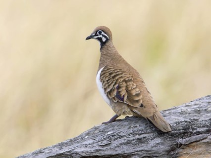Squatter Pigeon (Geophaps scripta scripta), Queensland, Australia