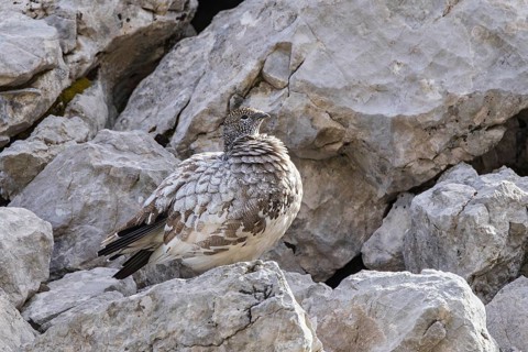 Rock ptarmigan (Lagopus muta), close-up, female stands perfectly camouflaged by the grey plumage