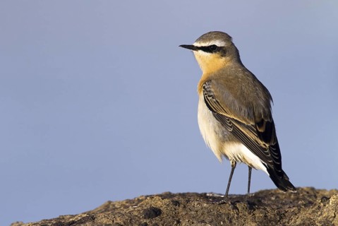 Northern Wheatear (Oenanthe oenanthe) male, Madrid, Spain