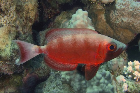 Reef bigeye perch (Priacanthus hamrur)