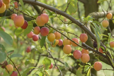 Chinese plum (Prunus salicina), LVG Erfurt, Erfurt, Thuringia, Germany