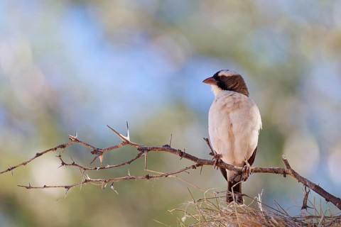 Sociable weaver (Philetairus socius), adult bird, sitting on a tree branch, at nest, Kgalagadi