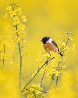 European Stonechat (Saxicola rubicola) male perched in a rape field, Saxony-Anhalt, Germany