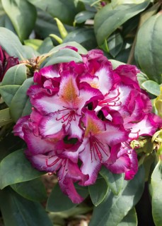 Rhododendron (Rhododendron 'Pushy Purple'), Germany