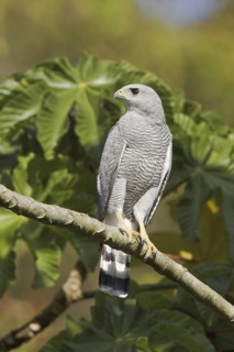 Grey-lined Hawk (Buteo nitidus), Ecuador