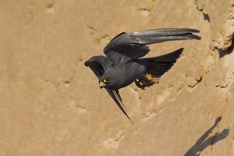 Sooty Falcon (Falco concolor) flying, Eilat, Israel