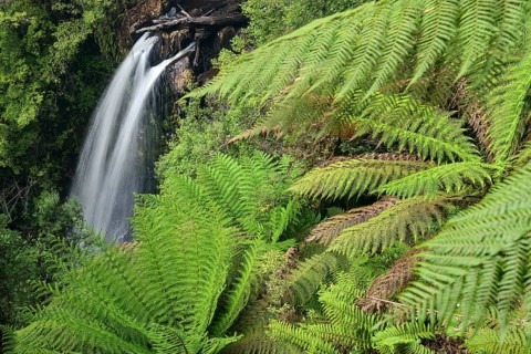 Fern, ferns, plants, waterfall among ferns, Philosopher Falls, Tasmania, Waratah, Tasmania,