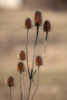 Wild teasel (Dipsacus fullonum) with spiky dried heads on a beige, blurred background, Germany