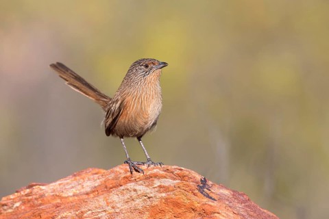 Dusky Grasswren (Amytornis purnelli) female, Northern Territory, Australia