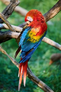 Scarlet macaw (Ara macao) sitting on a wood, captive, distribution south america