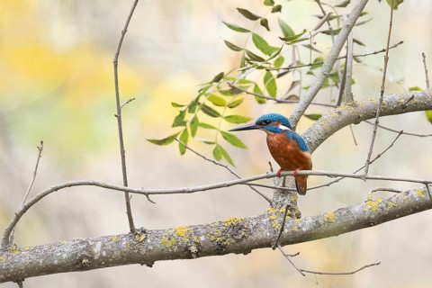 A stunning kingfisher sits alert on a moss-covered branch, surrounded by soft-focus foliage,